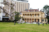 旧岩崎邸庭園の桜の写真