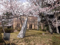 薬師ヶ丘さくらの森公園の桜の写真