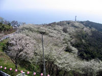 日の岬パークの桜の写真