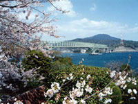 瀬戸公園の桜の写真