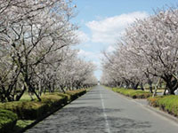 串良平和公園の桜の写真