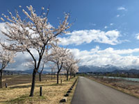 魚野川桜づつみの桜の写真