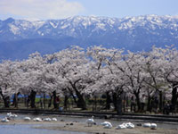 瓢湖水きん公園の桜の写真