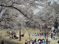 経塚山公園の桜の写真