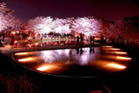 白山公園の桜の写真