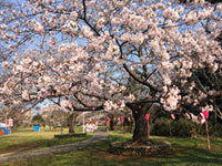 赤坂山公園の桜の写真