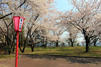 美山公園の桜の写真