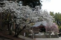 安居寺公園の桜の写真