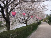 下条川千本桜の写真