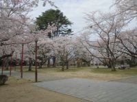 小丸山城址公園の桜の写真