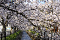 さくら温泉通りの桜の写真