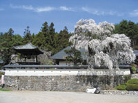 福王寺の桜の写真