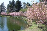 軽井沢プリンスホテルの桜の写真