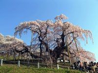 日本三大桜の写真