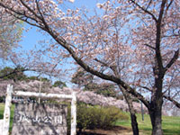 松本市城山公園の桜の写真