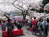 京都府立笠置山自然公園の桜の写真