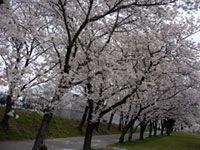 松島千本桜の写真