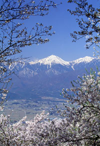 安曇野市豊科光城山の桜の写真