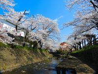 吉田川の桜の写真