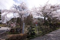 高山市・城山公園の桜の写真