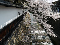 江名子川沿いの桜の写真
