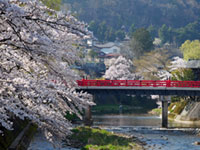 中橋周辺の桜の写真