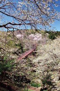 駿河平自然公園の桜の写真