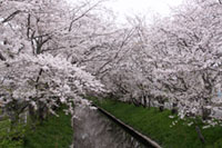木屋川堤の桜の写真