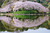 蓮華寺池公園の桜の写真