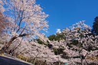 法多山の桜の写真