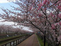 平和町・桜ネックレスの桜の写真