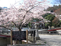 湯の山温泉の桜の写真