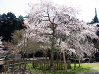 清瀧寺徳源院の桜の写真