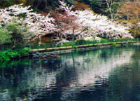 醒井養鱒場の桜の写真