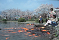 南郷水産センターの桜の写真