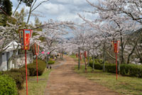 共楽公園の桜の写真