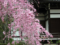 善峯寺の桜の写真