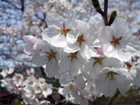 わち山野草の森の桜の写真