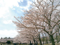 けいはんな記念公園の桜の写真