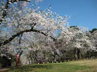 大森公園の桜の写真