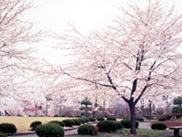 羊山公園の桜の写真