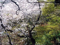 等々力不動尊の桜の写真