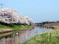 子浦川の桜並木の写真