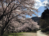 山の神千本桜の写真