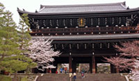 浄土宗総本山 知恩院の桜の写真