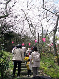猪子山公園の桜の写真
