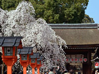 平野神社の桜の写真