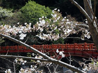 奇絶峡の桜の写真