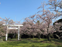 八田山公園の桜の写真