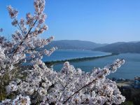 傘松公園の桜の写真